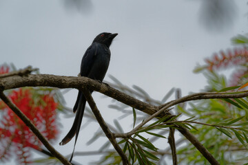 Black drongo on the red bottle brush tree
