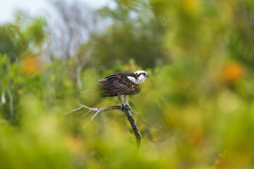 An osprey fluffs its wings