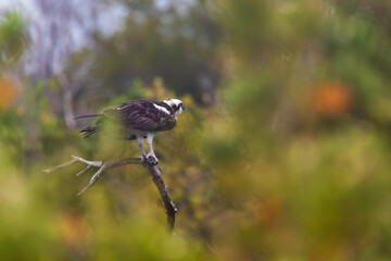 An osprey fluffs its wings