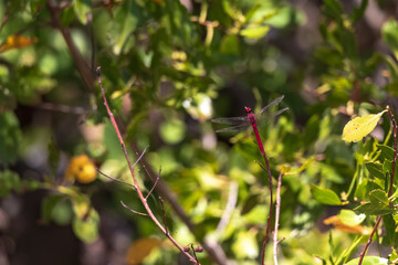 A dragonfly lands among the mangroves