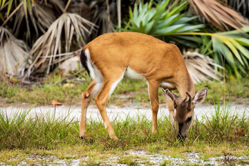 Key Deer