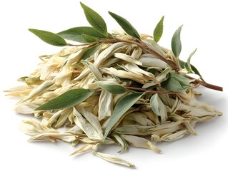 Fototapeta premium A pile of dried olive leaves are arranged with a small green leafy branch on a plain white background shot overhead.