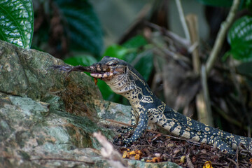 wild lizard eating a frog