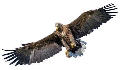 Obraz premium hawk flying sky