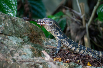 wild lizard eating a frog