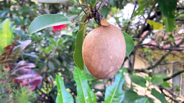 sapodilla fruit on the tree