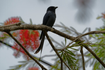 Black drongo on the red bottle brush tree