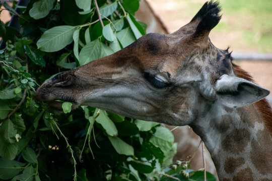 big giraffe at Asia - Powered by Adobe