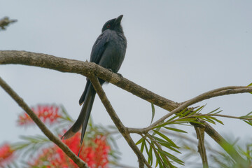 Black drongo on the red bottle brush tree
