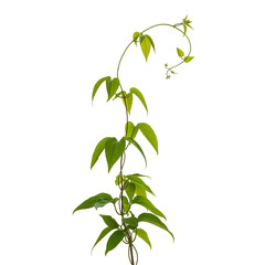 Obraz premium green leaves isolated on white background