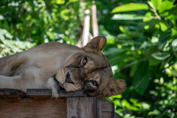 lioness take a rest