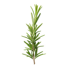 Fototapeta premium rosemary isolated on white background