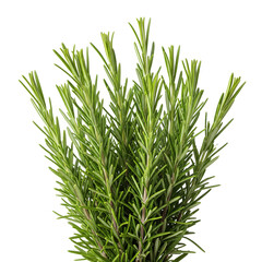 Obraz premium green grass isolated on white