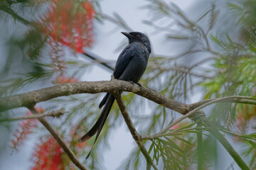 Black drongo on the red bottle brush tree