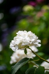 鎌倉2506　成就院5　紫陽花