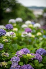 鎌倉2506　成就院3　紫陽花