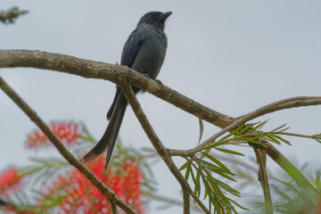 Black drongo on the red bottle brush tree