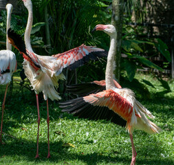 beautiful pink flamingo