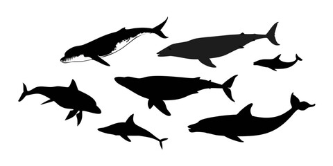 Fototapeta premium silhouettes of whale