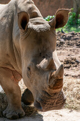 Fototapeta premium Big White Rhinoceros, rhino