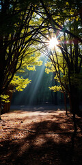 Inspired Paths: Wandering Beneath Nature’s Gentle Guidance