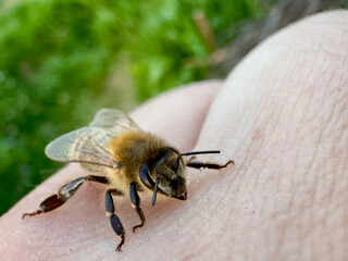 Honeybee rests gently on human skin in summer garden, illustrating harmony between people and pollinators, biodiversity awareness, and sustainable lifestyle concept