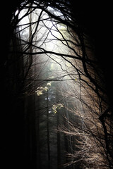 The Silent Canopy: Where Shadows Hide the Spirit of Nature