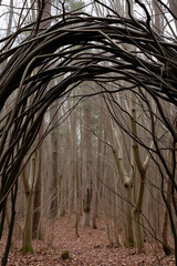 Inspired Paths: Wandering Beneath Nature’s Gentle Guidance