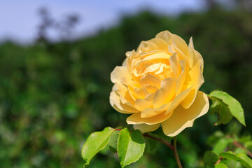 北海道岩見沢市、いわみざわ公園で咲き誇るバラ【6月】