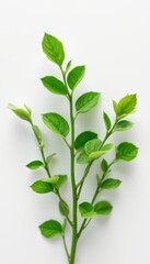 Fototapeta premium Fresh Green Branch on White