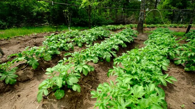 Moving around healthy young potato plants growing in rows of mounds of soil rich in soil - vegetables growing in temporary space between fruit trees in orchard garden