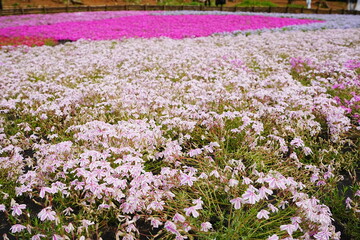 Pink Shibazakura Flower or Moss Phlox at Hitsujiyama Park in Chichibu, Saitama, Japan - 日本...