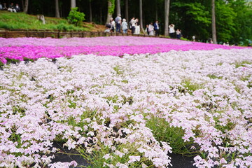 Pink Shibazakura Flower or Moss Phlox at Hitsujiyama Park in Chichibu, Saitama, Japan - 日本...