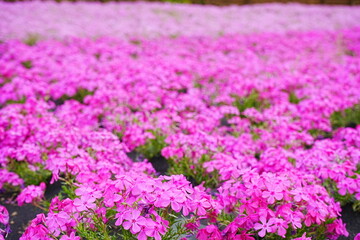 Fototapeta premium Pink Shibazakura Flower or Moss Phlox at Hitsujiyama Park in Chichibu, Saitama, Japan - 日本 埼玉県 秩父 羊山公園 芝桜の丘 