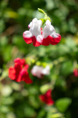 A flower field in early summer.