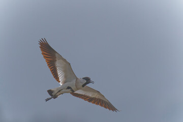 River lapwing on flight