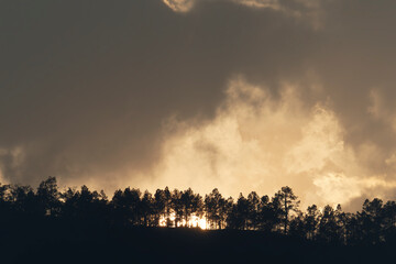 Medaka fish in aquarium