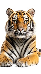 Obraz premium Siberian tiger isolated on white background