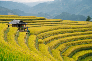 Golden rice terraces curve around a traditional hut with people, set against misty green mountains...