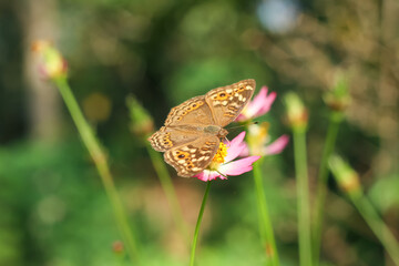 Photo of Junonia Lemonias butterfly perched on a flower.