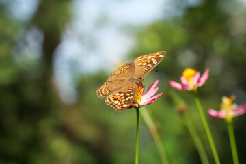 Photo of Junonia Lemonias butterfly perched on a flower.