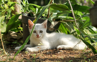 Cute photo of white kitten.