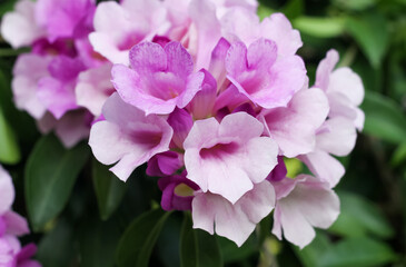 Photo of garlic vine (Mansoa alliacea) flowers.