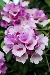Photo of garlic vine (Mansoa alliacea) flowers.