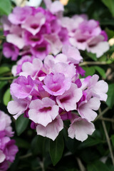 Photo of garlic vine (Mansoa alliacea) flowers.