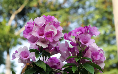 Photo of garlic vine (Mansoa alliacea) flowers.