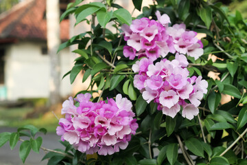 Photo of garlic vine (Mansoa alliacea) flowers.