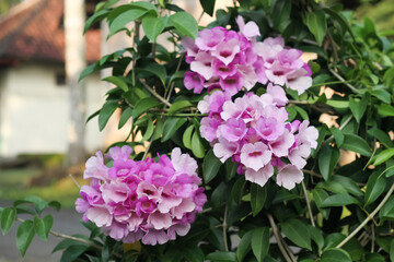 Photo of garlic vine (Mansoa alliacea) flowers.