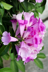 Photo of garlic vine (Mansoa alliacea) flowers.