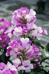 Photo of garlic vine (Mansoa alliacea) flowers.
